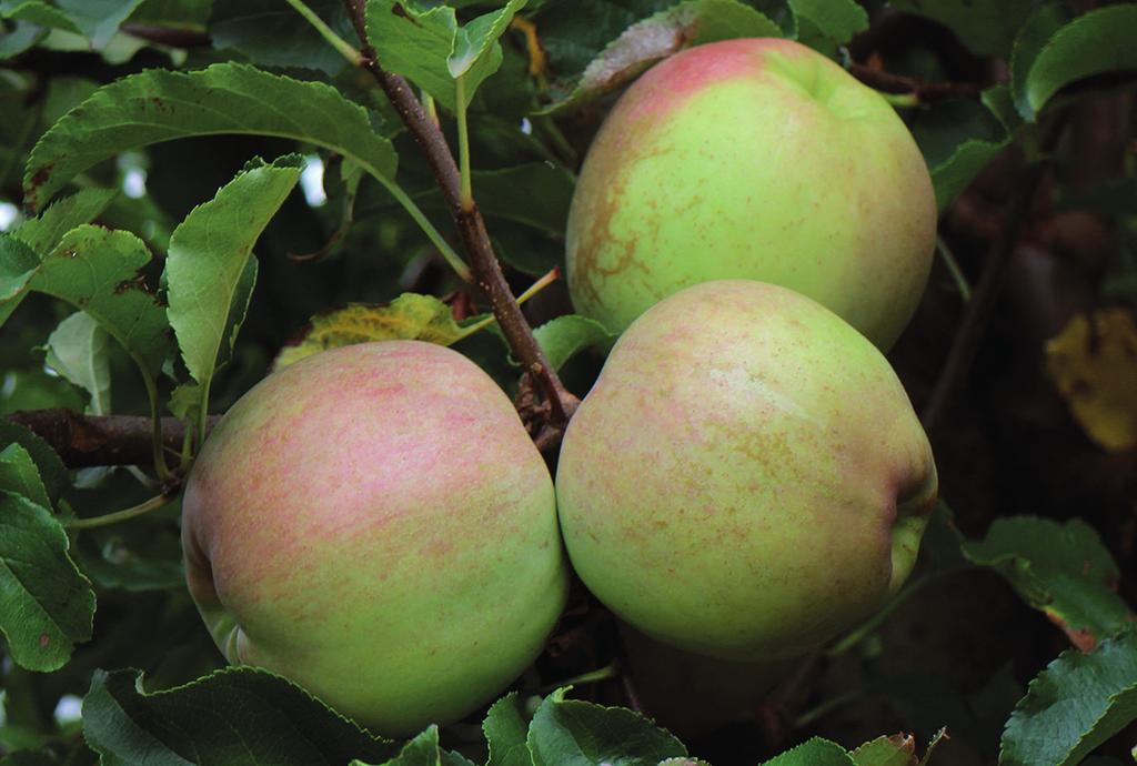 Miszerint egy egyházi elöljáró ajándékba kapott egy kosár Pónyik almát egy Poiana mic [ejtsd: Pojána mik, jelentése: Kis rét] nevű helyen álló fáról az 1800-as években.
