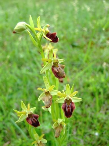 A térség vizes élőhelyeinek sorában a kiszáradó kékperjés láprétek a legfontosabb botanikai értékek őrzői. A térség orchideáinak zöme ezeken az élőhelyeken találja meg életfeltételeit.