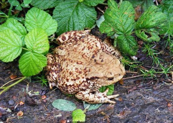 A magyarországi védett halfajok közül: a réti csík, a kövi csík, a vágó csík, a lápi póc, a kurta baing, a német bucó, a magyar bucó, a selymes durbincs,