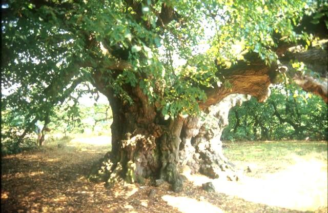 126 Az arborétum a Tisza-gát mentén fekszik. A talajvíz a növények számára könnyen elérhető és kedvező a nyári félévi hőösszeg is.