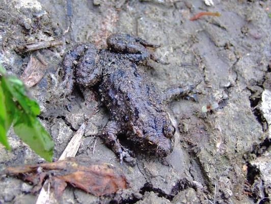 Pannon szikes sztyeppék és mocsarak élőhely Jelölő fajok: vidra, molnárgörény, közönséges ürge, mocsári teknős, vöröshasú unka, lápi póc, szivárványos ökle, réti