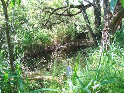 A Tisza hullámtere holtágakkal, morotvákkal,