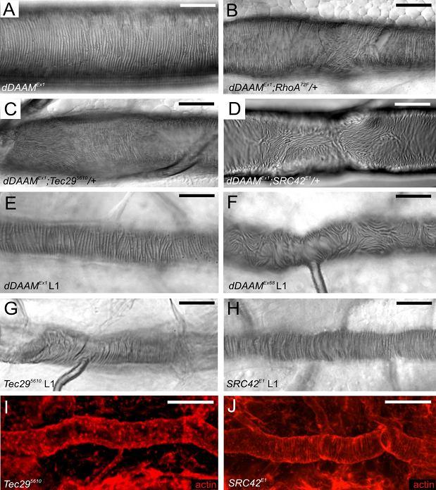 erős kölcsönható partnert azonosítottunk, amelyek a RhoA-t és az Src-család két tagját, az Src42A-t és a Drosophila Btk homológ Tec29-et érintik.