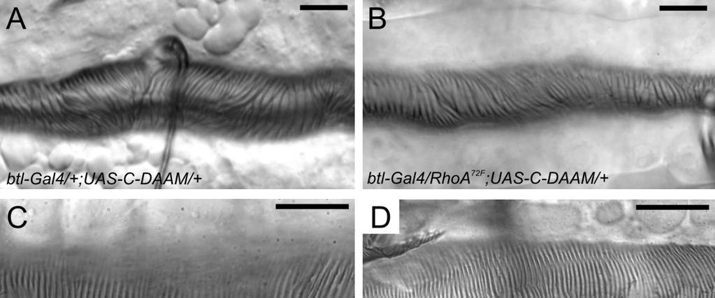 mutáns kópiája volt jelen btl-gal4/+;uas-c-daam/+ háttéren. Azt vizsgáltuk, hogy a mutációk jelenléte befolyásolja-e a C-DAAM túltermelés okozta trachea fenotípust.