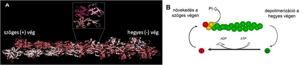 10. ábra: Az aktin filamentum szerkezete. (A) Az aktin monomer és a filamentum szalag modellje.