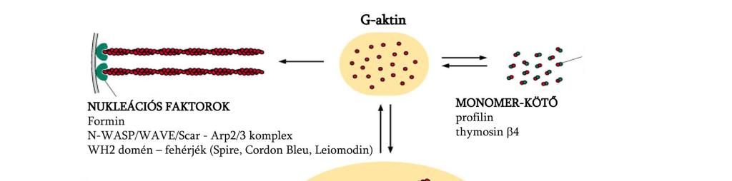 A dinamikus aktin sejtváz átrendeződések egyik előfeltétele, hogy kellően magas legyen a mobilizálható aktin monomerek koncentrációja.