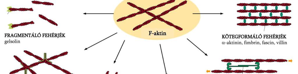 [125]. A monomer kötő fehérjék legfontosabb típusát a profilin reprezentálja.