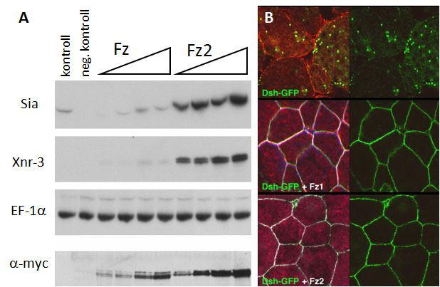 Annak érdekében, hogy a két Fz receptor Wnt/ -katenin jelátviteli aktivitását egy kvantifikálható tesztben is összehasonlítsuk, egy heterológ rendszert, Xenopus embriókat használtunk.