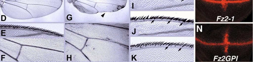 A dorzo-ventrális (D/V) határvonal mentén kifejeződő Ac pozitív sejtek száma egy DN hatás miatt csökken a Fz2-1 diszkuszokban, de emelkedik a Fz1-2 túltermelés esetén. (D-F) Vad típusú szárnyak.