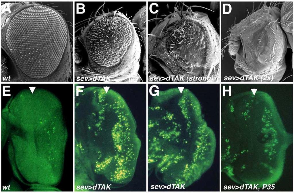 hatására jelentősen csökken az állatok szemének mérete (35. ábra A-D), szemmetszeteken pedig kimutatható volt a fotoreceptor sejtek hiánya.