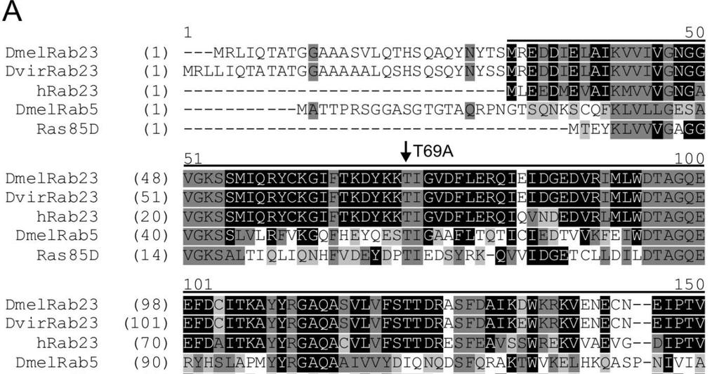 40. ábra: A Rab GTPázok konzervált szerkezete és a Drosophila Rab23 gén szerkezete. (A) Kis mólsúlyú GTPázok illesztése, szürke vonal jelzi a GTPáz domén határait.