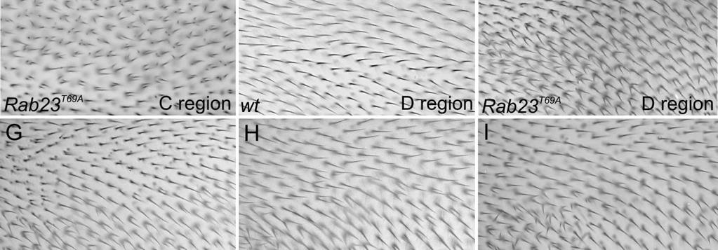 A vad típusú szárnysejtek egyetlen disztális irányba mutató trichómát hordoznak (B, D), míg Rab23T69A (C, D, F) és Rab2351 (G) homozigóta mutáns szárnyakon többes szőrkinövéseket és trichóma