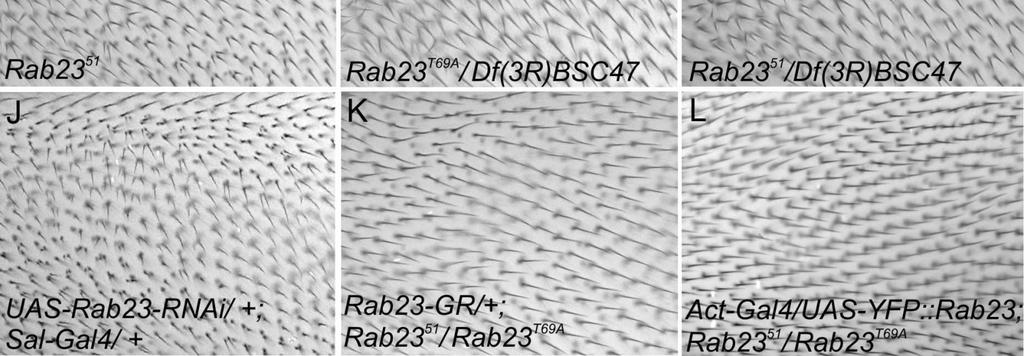 A Rab23T69A/Df(3R)BSC47 (H), a Rab2351/Df(3R)BSC47 (I) és a Rab23 RNSi (J) legyek szárnyai szintén többes szőrkinövéseket és trichóma orientációs hibákat mutatnak.