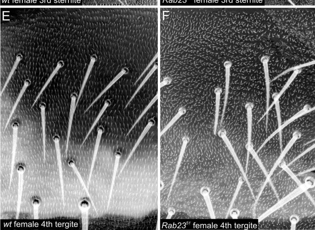 (B) Rab2351 mutánsokban az érzékszőrök orientációja nem változik a lábon, de a trichómák száma jelentősen megnő és azok irányultsága is randomizálódik.