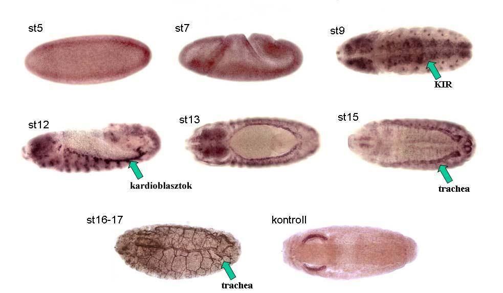 kezdve, valamint a fejlődő szívcső kardioblaszt sejtjeiben is a 12. stádiumtól (54. ábra). A ddaam mrns korai 5. stádiumban lévő embriókban is kimutatható (54.