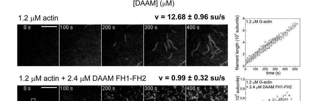 elongációs sebessége csökkent a ddaam fragmentumok jelenlétében.