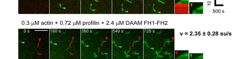 Ezzel összhangban TIRFM mikroszkópiával megmutattuk, hogy profilin hatására a filamentum szöges végén jelentősen csökken az FH2 doménnel mérhető növekedési sebesség, míg az FH1-FH2 esetében