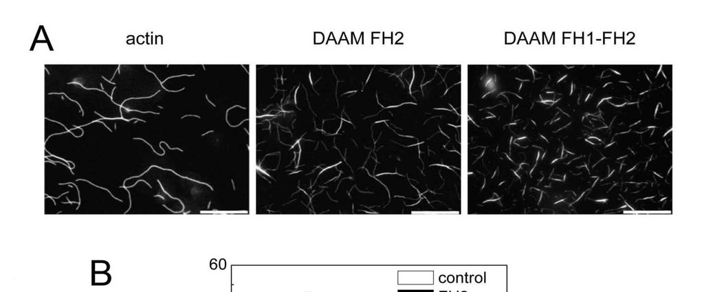 kölcsönhatást, továbbá azt is, hogy a ddaam FH1-FH2 fragmentum elősegíti a filamentumok profilin-aktinból történő polimerizálódását.