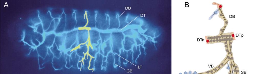 3.8. A ddaam szerepe a Drosophila trachearendszerben Matusek, T., Djiane, A., Jankovics, F., Brunner, D., Mlodzik, M. and Mihály, J.