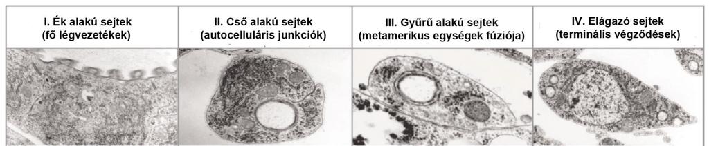 három ágtípusra oszthatunk. Az első típusba a két hátoldali fő légvezeték tartozik, amelyekben a lument 2-5 ellaposodott, egymáshoz szorosan kapcsolódó sejt határolja (60. ábra).