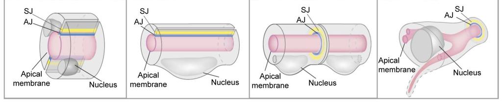 head-to-tail ) formációban, és így a másodlagos elágazódások üregét egy-egy autocelluláris adherens junkciókat tartalmazó sejt határolja (60. ábra).