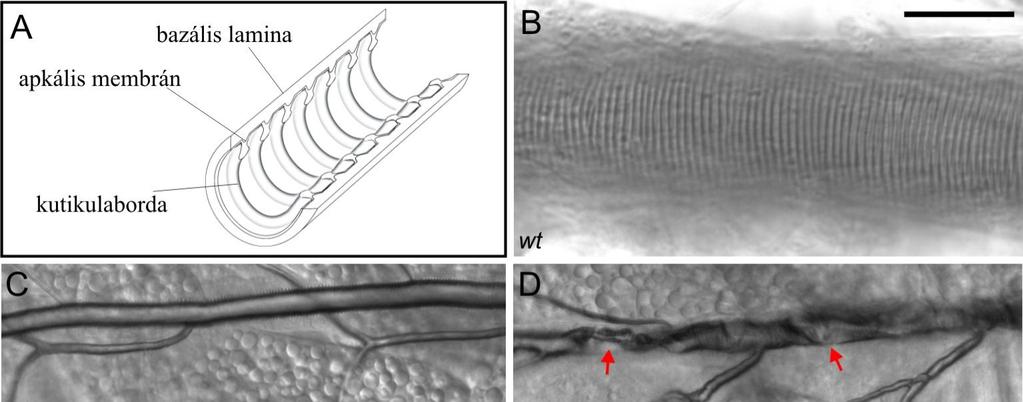 61. ábra: Vad típusú és ddaam mutáns tracheák kutikula szerkezete.