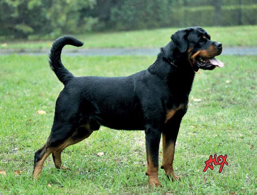 FAJTAISMERTETÔ ROTTWEILER Eredete Más fajtákkal ellentétben a rottweiler eredete jól dokumentált és viszonylag könnyen feltérképezhetô.