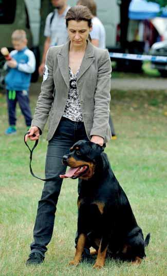 A rottweiler a hétköznapokban A rottweillereket nyugodtság, kiegyensúlyozottság, erôs idegés immunrendszer jellemzi.