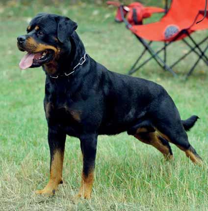 A Németországi Rottweiler Egyesület (ADRK) Az Észak-Rajna vesztfáliai Minden-ben székelô Németországi Rottweiler Egyesület országszerte tevékeny és mára az egyetlen, a rottweilerek vérvonalát és a