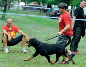 A Németországi Rottweiler Egyesület az összesen több, mint 1000 tenyésztôjének kutyáit öt tenyésztési osztályba sorolja.