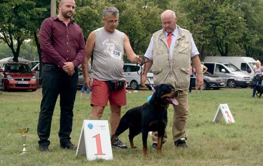 KIÁLLÍTÁS A szombati nemzetközi kiállítás rottweiler körében egyben a néhai neves kecskeméti tenyésztô, id. Fekete László III.