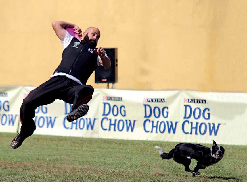 Ennek az emlékezetnek a megtartására alakult a világ elsô elismert frisbee-kutyája, Ashley emlékére és tiszteletére az Ashley Whippet Invitational versenysorozat.