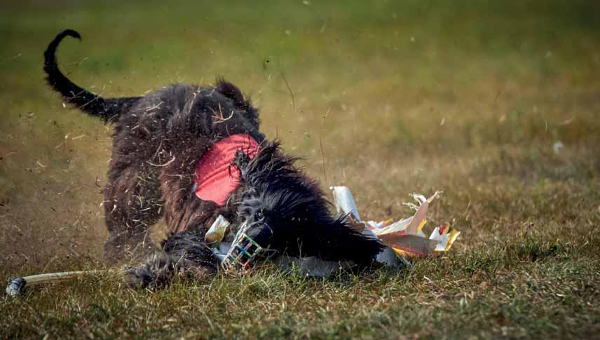 SPORT MAGYAR COURSING DERBY 2016. ALSÓNÉMEDI 2016.09.03 A MAVE minden évben egyszer rendezi meg a Magyar Coursing Derbyt, ahol az agarak a nemenkénti létszámtól függetlenül együtt mérettetnek meg.