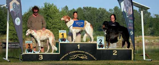 A whippet fajtánál szigorú magasságmérés alapján 2 kategóriára bontották a versenyzôket, így a standard méret feletti agarak a sprinter kategóriában indultak.