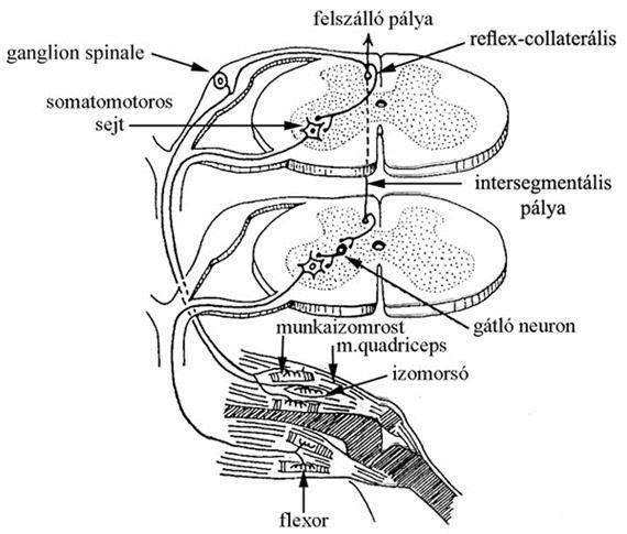 Szabályozó rendszerek A gerincvelő reflexközpont, ami azt jelenti, hogy a koponyától lefelé a törzs és a végtagok akaratunktól független mozgásainak szabályozó központja.