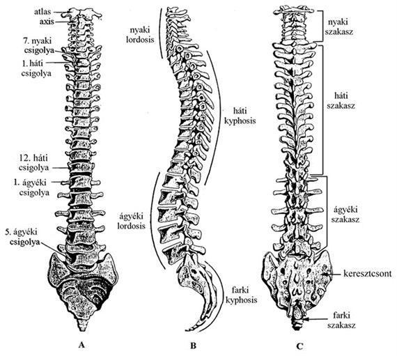 Mozgásrendszerek A csontok különböző életkorokban érik el végleges alakjukat, ill. csontosodnak el. A gerincgörbületek kialakulása a 7.