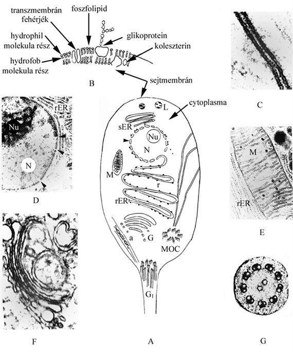 A sejt B: a sejtmembrán sematikus szerkezete, C: sejtmembrán elektronmikroszkópos képe, D: nucleus (N) benne látható magvacskával (nucleolus Nu), a nyílhegyek a magpórusokra mutatnak.