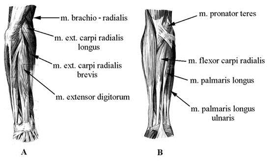 Mozgásrendszerek 5.45. ábra - A felkar izmai Karizom (m. brachialis, 5.45. ábra, A. és B. képek) a felkarcsont középső részén ered és a singcsont felső harmadán tapad. Az alkart hajlítja.