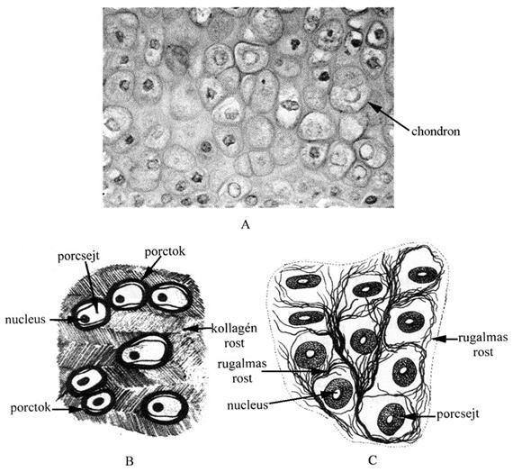 Alapszövetek A: hyalin porc, B: kollagén rostos porc, C: rugalmas rostos porc A porcszövetben erek nincsenek, táplálása a porchártya erei felől diffúzióval történik, ezért a porcszövet anyagcseréje