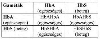 Alapszövetek Abban az esetben, ha az anemia gyógyszerek szedése mellett sem, vagy csak kis mértékben javul, akkor a vérben mérhető Fe-szállító fehérjék mennyiségét is megmérik (pl. transzferrin).