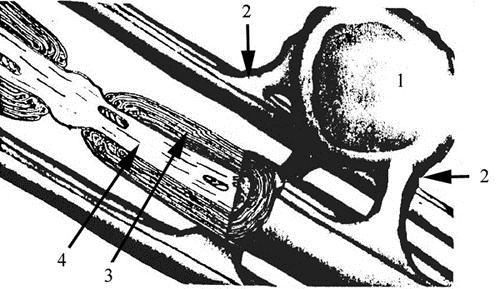 Alapszövetek 1: oligodendroglia sejt, 2: az oligodendrogliasejt nyúlványa, 3: myelin konformáció, 4: axon Ha a myelinhüvelyes rostoknál zsírkimutatási reakciót végzünk (pl.