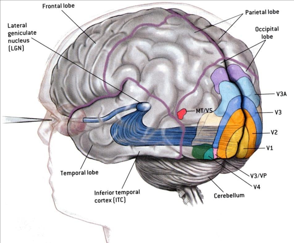 A látókéreg és a magasabb rendű vizuális feldolgozás V1: Elsődleges látókéreg/ striatális kéreg, Br.