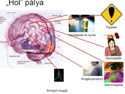 tárgyakat fel kell ismerni, azonosítani (az ismeretek mozgósítása is szükséges emlékezet szerepe) Lokalizáció meghatározni