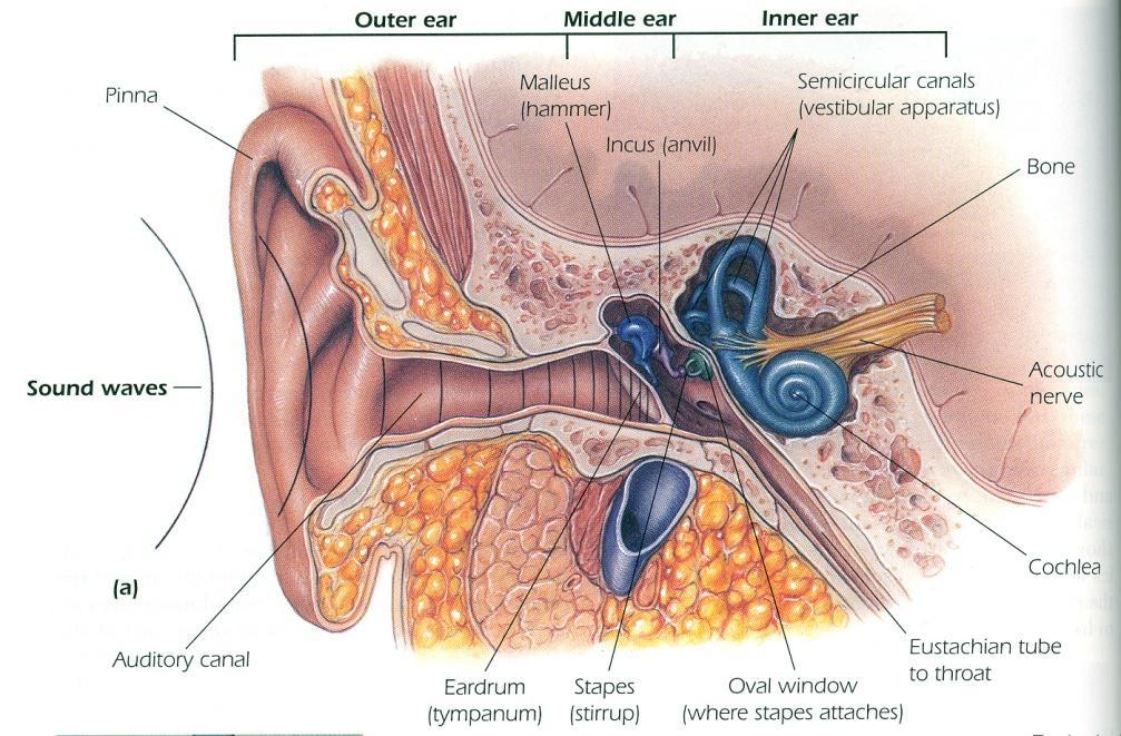 A hallórendszer felépítése A hallás funkciói