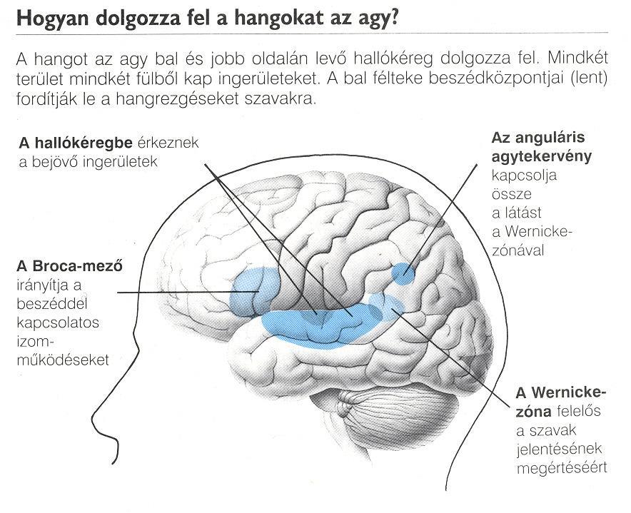 feldolgozás során a két fülből származó