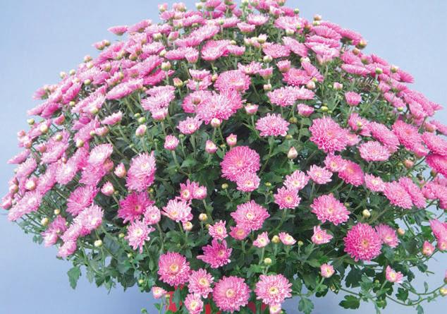 Sokvirágú krizantém (Chrysanthemum