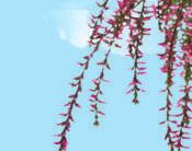 Csarab (Calluna