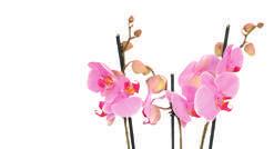 999 Ft -tól Lepkeorchidea Phalaenopsis A világos helyet