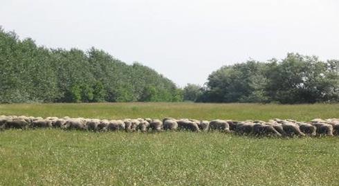 csökkenése maga után vonta a gyepről származó takarmány