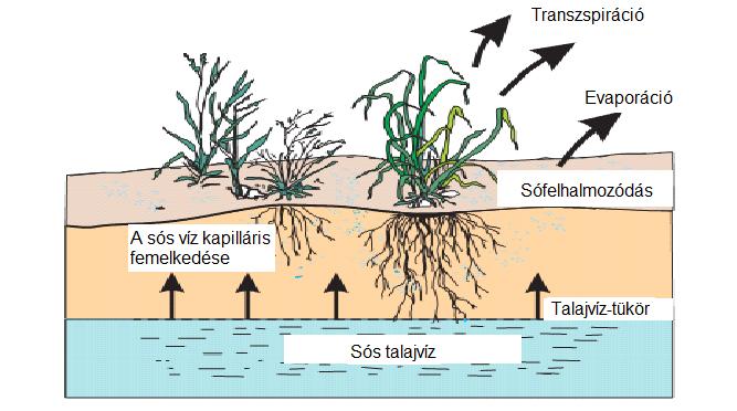 0,2-2m talajvíz A szikes talaj kialakulása: csapadék kevesebb, mint a párolgás